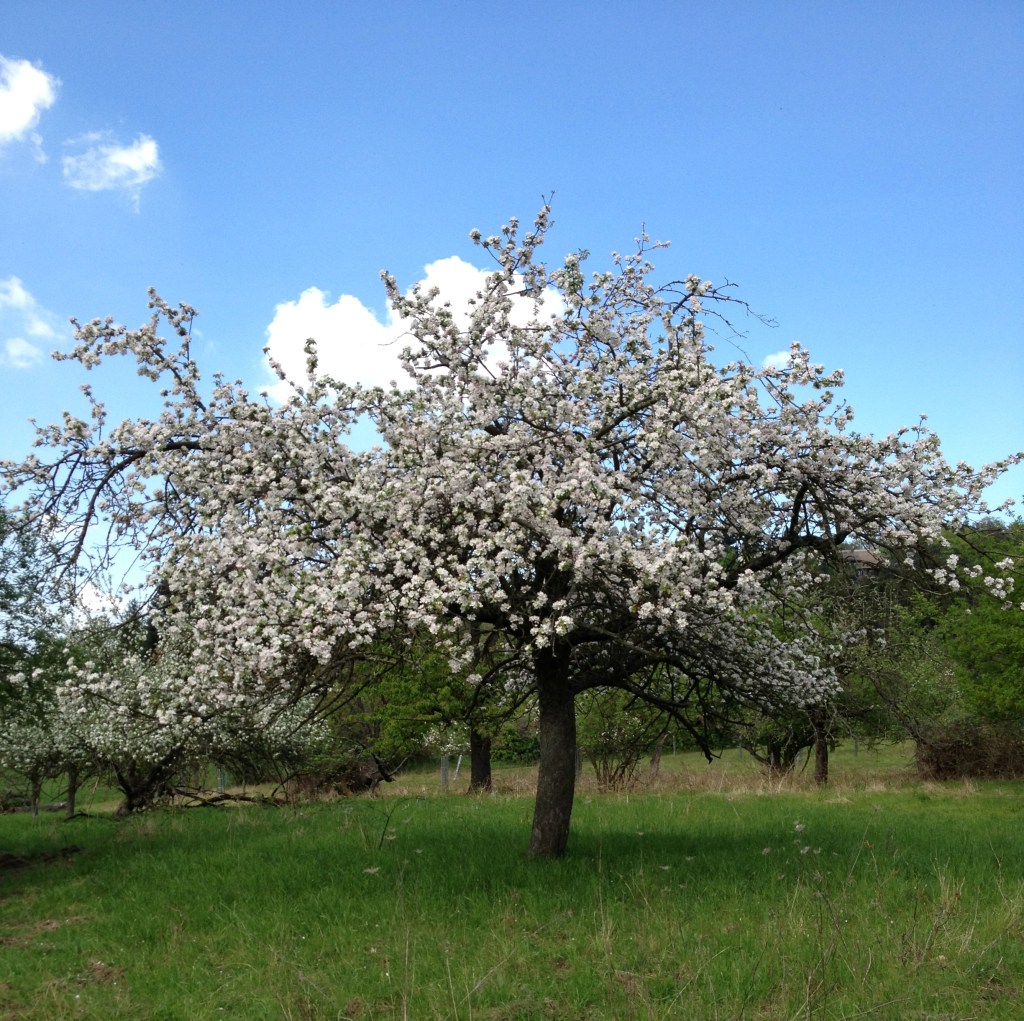 Streuobstwiesen und mehr in Ewerschtt im&nbsp;Frühling