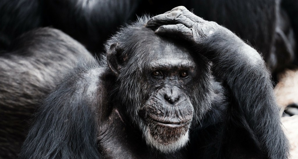 Brilliante Thought Leader-Beiträge gegen&nbsp;Werbemüdigkeit