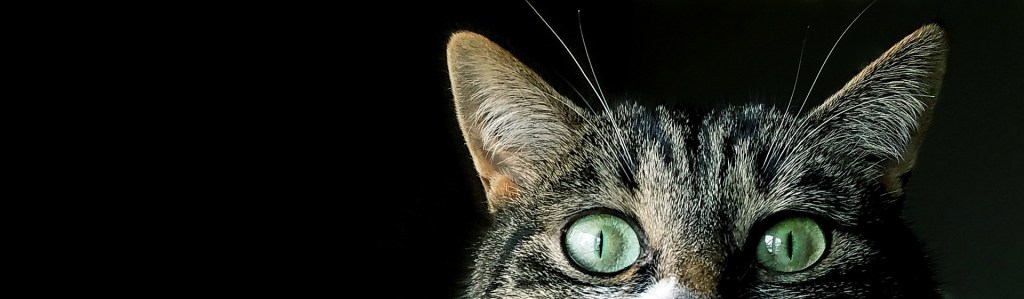 Meine Ei-Tie: Prüfen, ob die eigene E-Mail-Adresse Teil eines Datenlecks&nbsp;ist