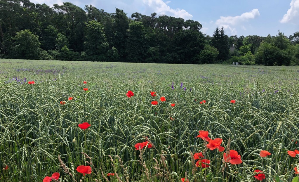Eselsohr zu den Protesten: Bauern und Konsumenten müssen sich ändern, beide Seiten …