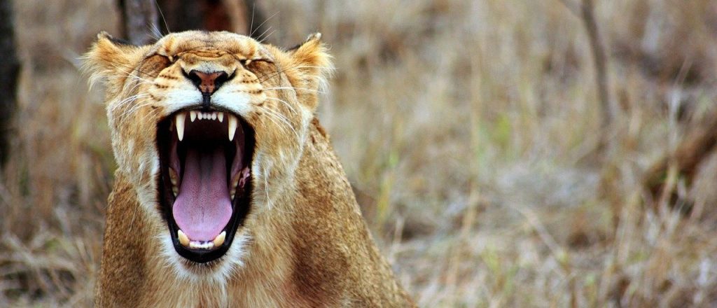 Voice Search wird in 2020 erwachsen – Ich glaube nicht&nbsp;dran