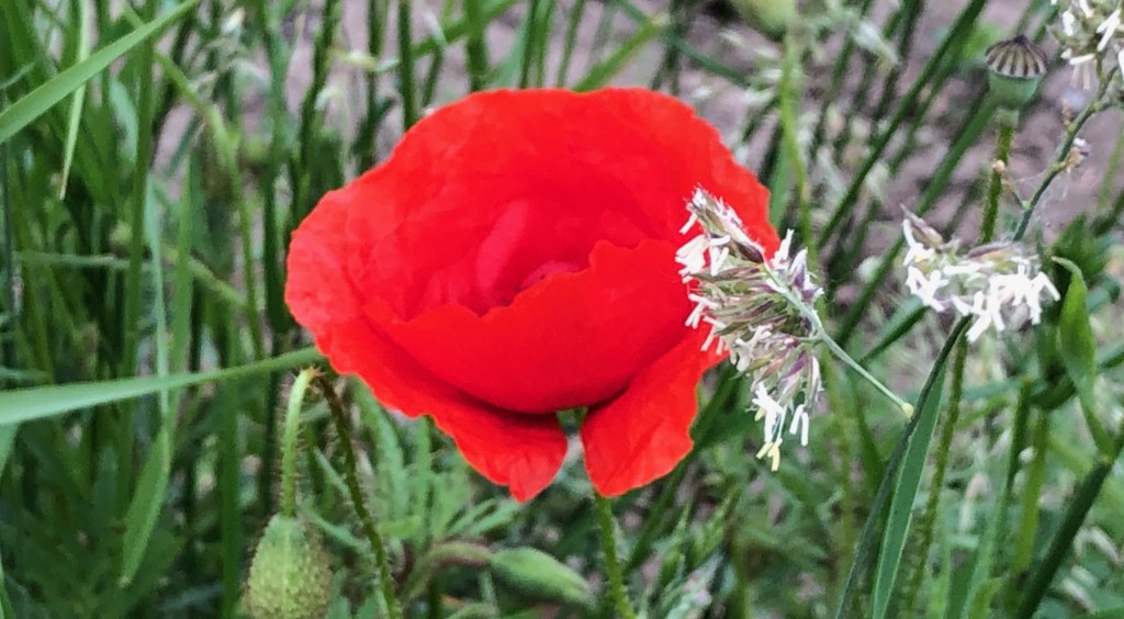 Einmal ums Feld&nbsp;gegangen