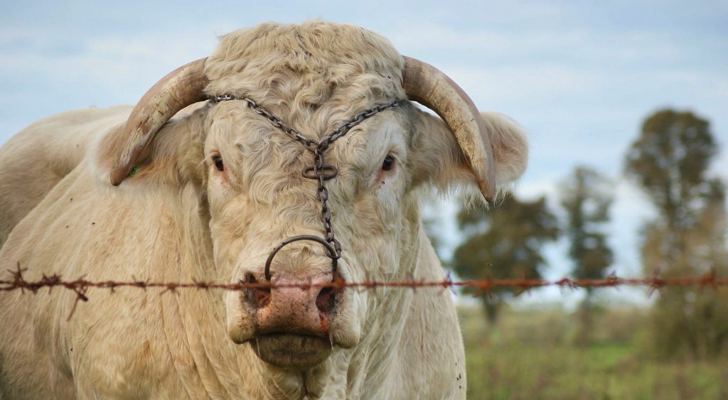 Bei Maskenpflicht und Tempolimit: SPD und Grüne am Nasenring der&nbsp;FDP