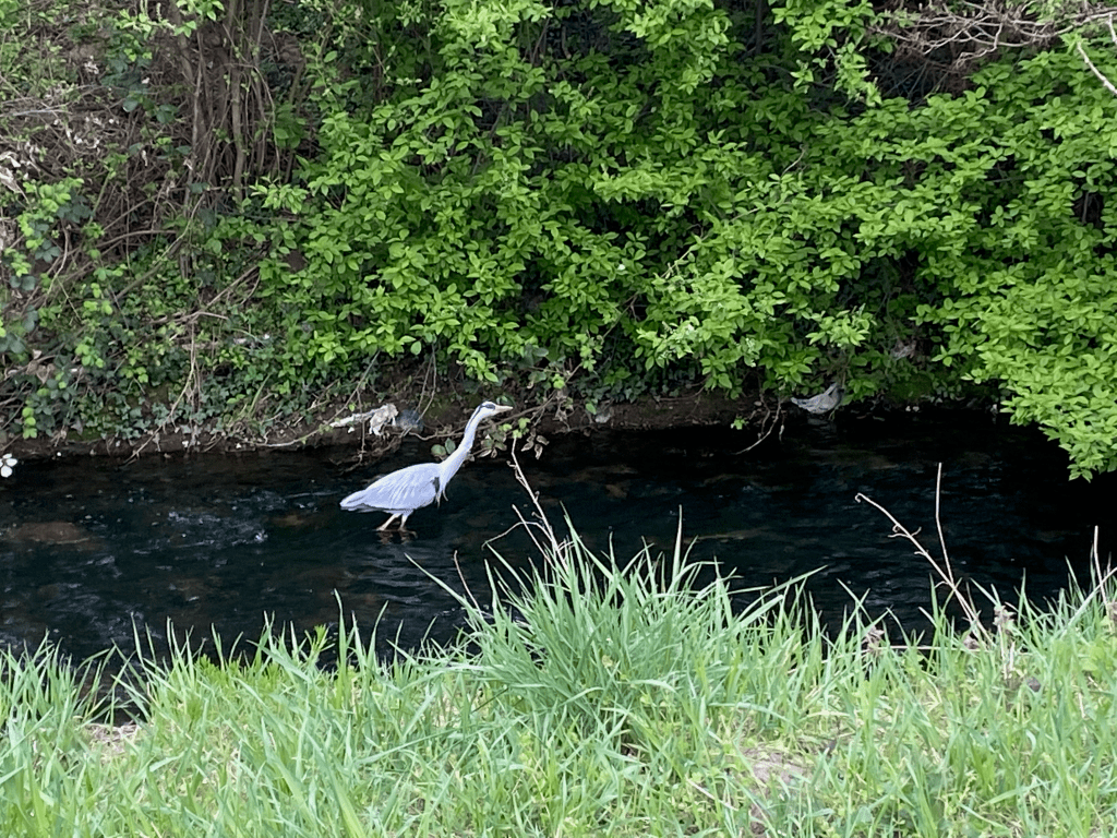 Ewwerschter Impressionen, Modau-Brücken, Drogeriemarkt, Rasenmäher und die fehlende&nbsp;Wirtschaft