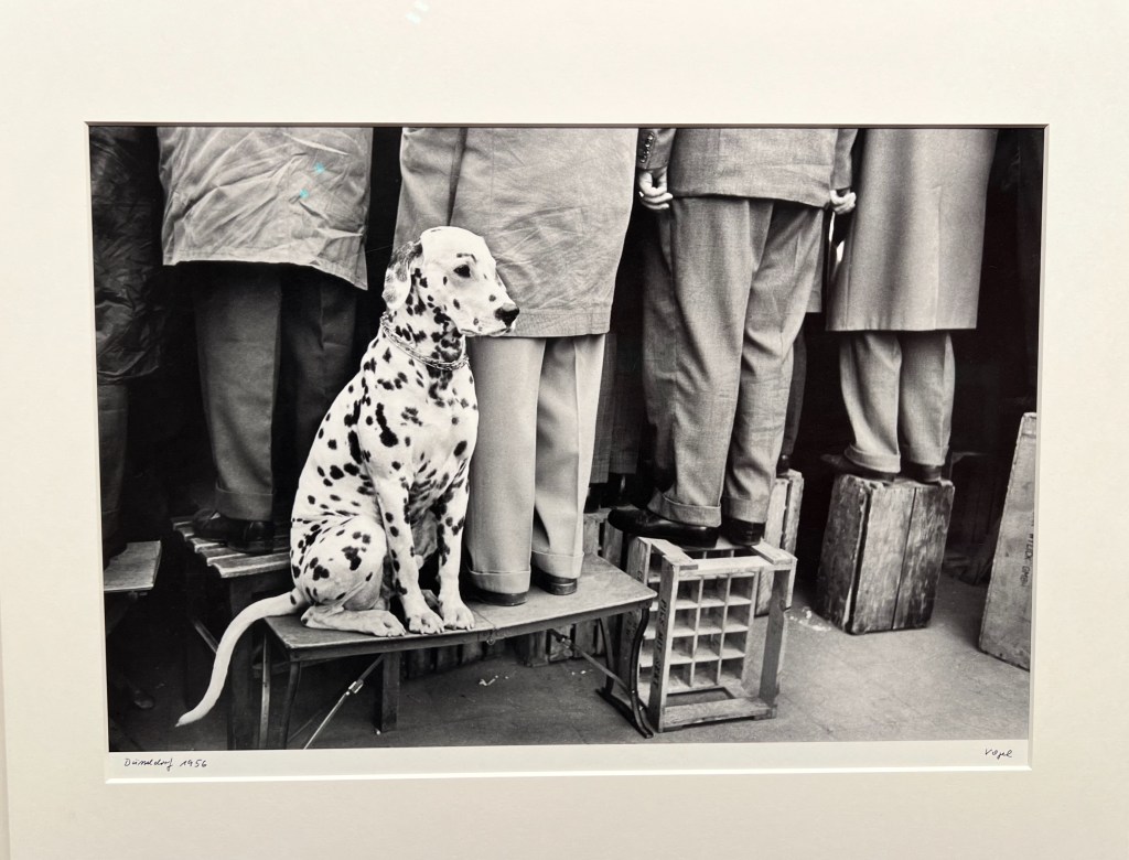 Da musste ich einfach lachen: Dalmatian, "No interest in football" Dusseldorf, Germany 1956 Fine art baryta, pigment print on museum paperDa musste ich einfach lachen: Dalmatian, "No interest in football" Dusseldorf, Germany 1956 Fine art baryta, pigment print on museum paper