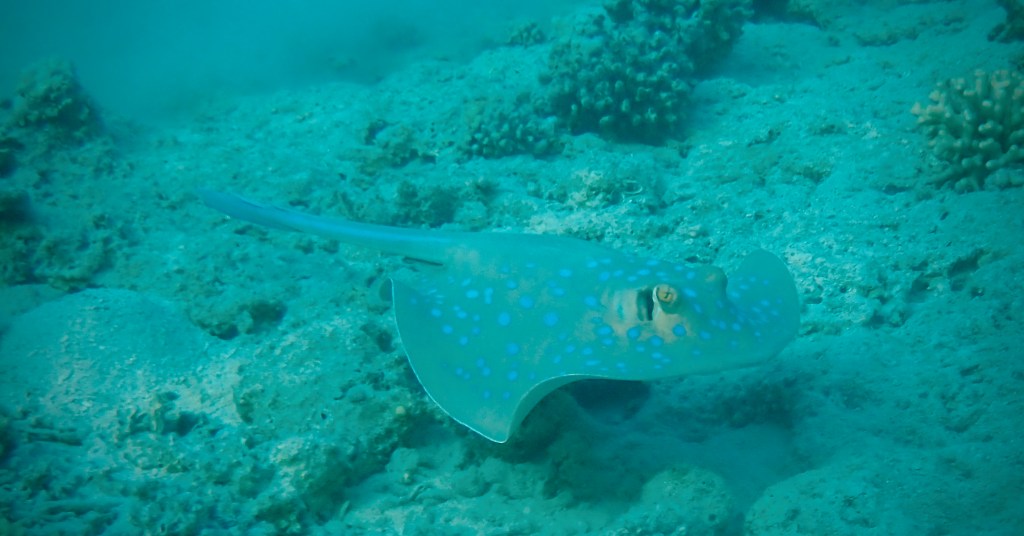 Robinson Soma Bay zwischen Luxus, Kids-Chaos, Partywoche – und Fischschwärmen